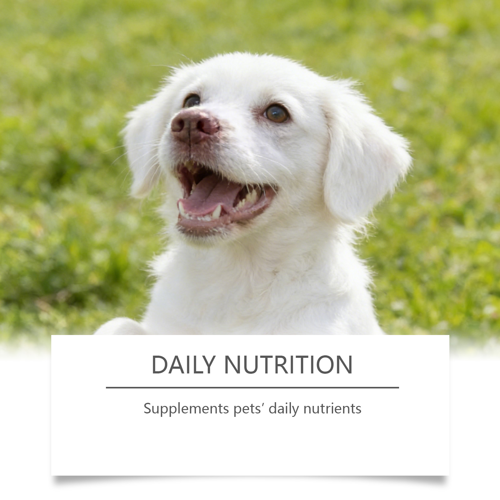 Bubuk Taurin Anjing Mudah Dica - Wellness Health Nutrition ulasan dan harga